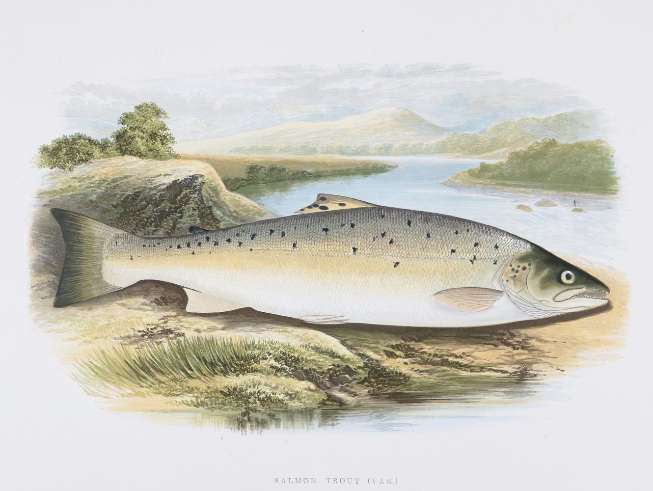 Große Abbildung Nr.3: 144-1451 Houghton,W.: (Zoologie, Fische)