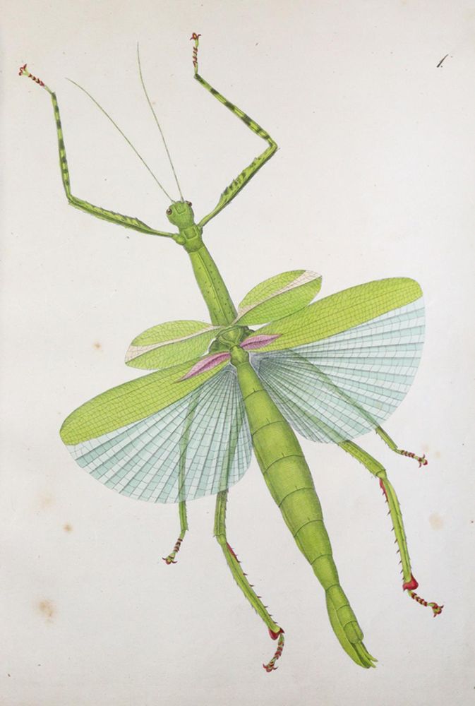 Große Abbildung Nr.2: 144-1452 Charpentier,T.v.: (Zoologie, Heuschrecken)