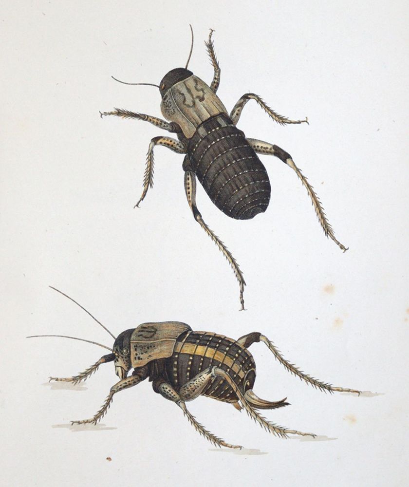 Große Abbildung Nr.3: 144-1452 Charpentier,T.v.: (Zoologie, Heuschrecken)
