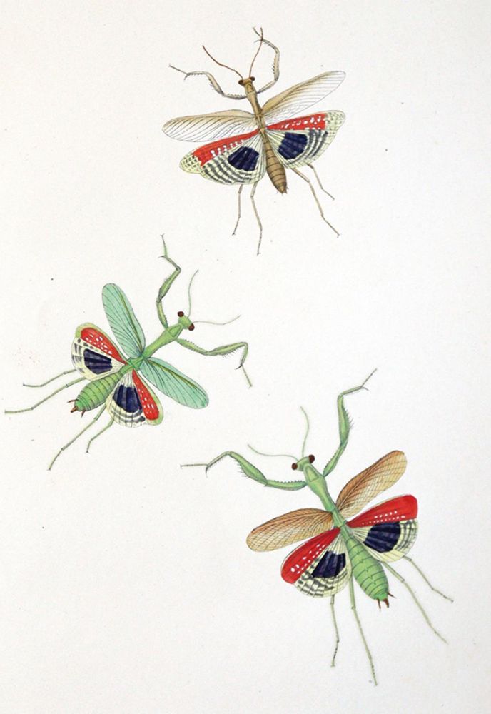 Große Abbildung Nr.4: 144-1452 Charpentier,T.v.: (Zoologie, Heuschrecken)