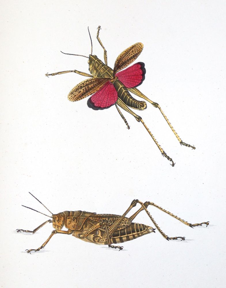 Große Abbildung Nr.6: 144-1452 Charpentier,T.v.: (Zoologie, Heuschrecken)
