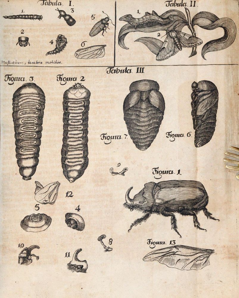 Große Abbildung Nr.2: 144-1454 Frisch,J.L.: (Zoologie, Insekten)