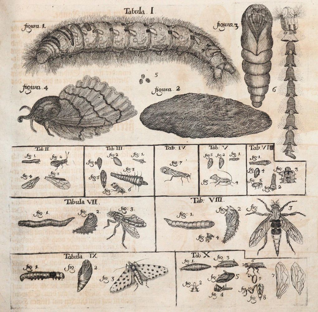 Große Abbildung Nr.3: 144-1454 Frisch,J.L.: (Zoologie, Insekten)