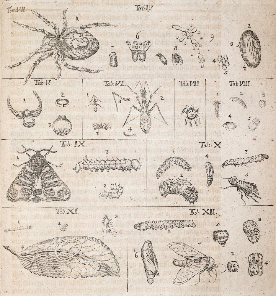 Große Abbildung Nr.4: 144-1454 Frisch,J.L.: (Zoologie, Insekten)