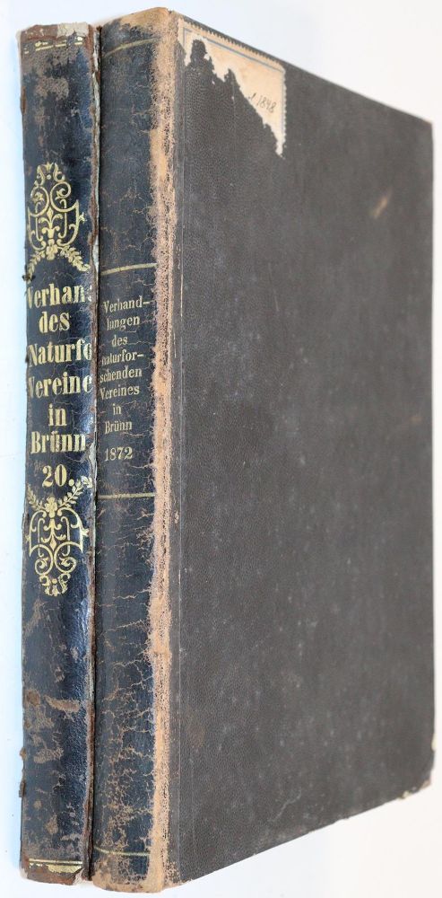 Große Abbildung Nr.2: 144-1456 Reitter,E.: (Zoologie, Insekten)