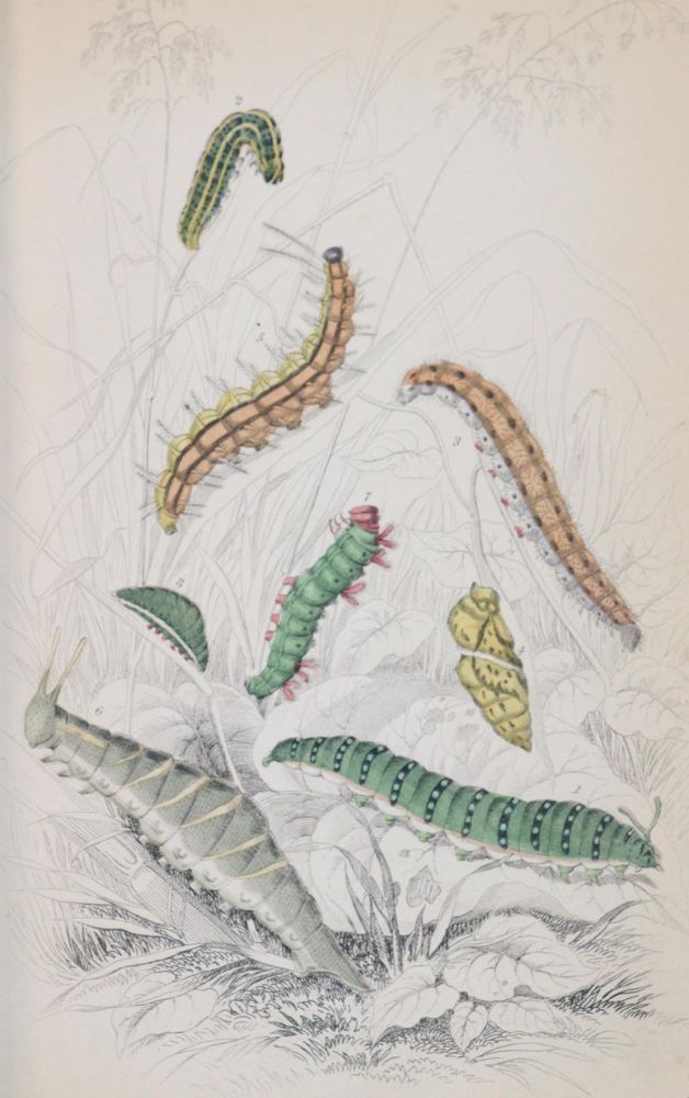 Große Abbildung Nr.2: 144-1462 Duncan,J.: (Zoologie, Schmetterlinge)