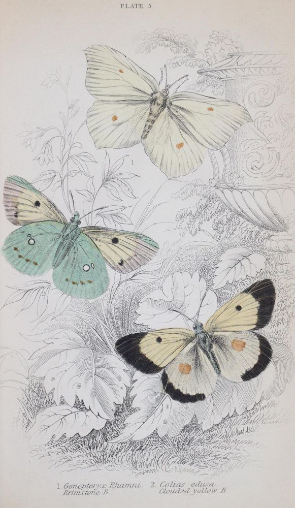 Große Abbildung Nr.4: 144-1462 Duncan,J.: (Zoologie, Schmetterlinge)