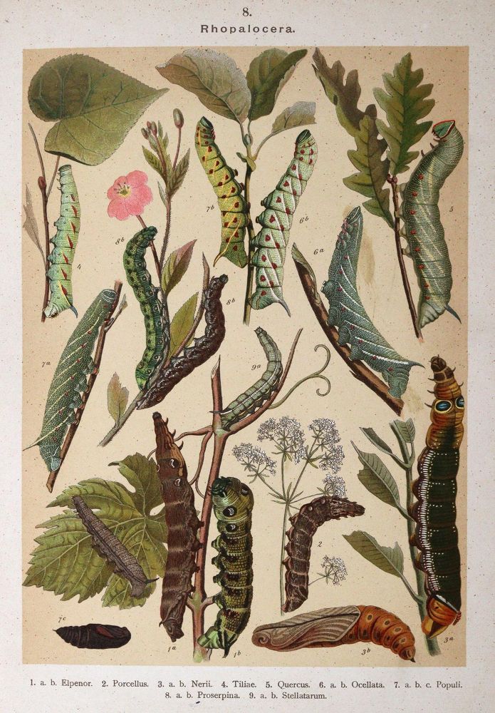 Große Abbildung Nr.2: 144-1463 Hofmann,E.: (Zoologie, Schmetterlinge)