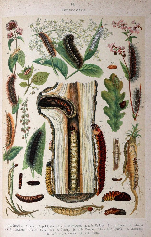Große Abbildung Nr.3: 144-1463 Hofmann,E.: (Zoologie, Schmetterlinge)