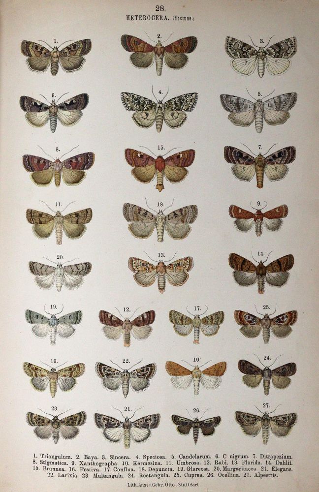 Große Abbildung Nr.4: 144-1463 Hofmann,E.: (Zoologie, Schmetterlinge)