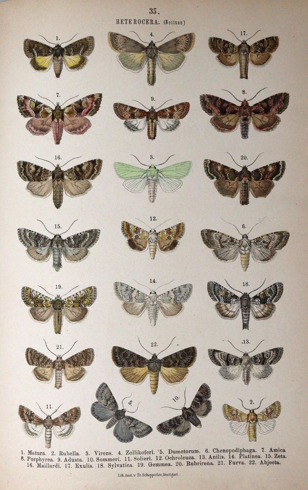 Große Abbildung Nr.5: 144-1463 Hofmann,E.: (Zoologie, Schmetterlinge)