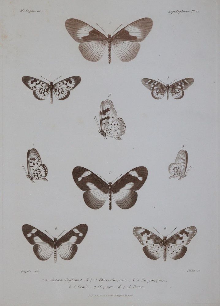 Große Abbildung Nr.5: 144-1464 Mabille,P.: (Zoologie, Schmetterlinge)