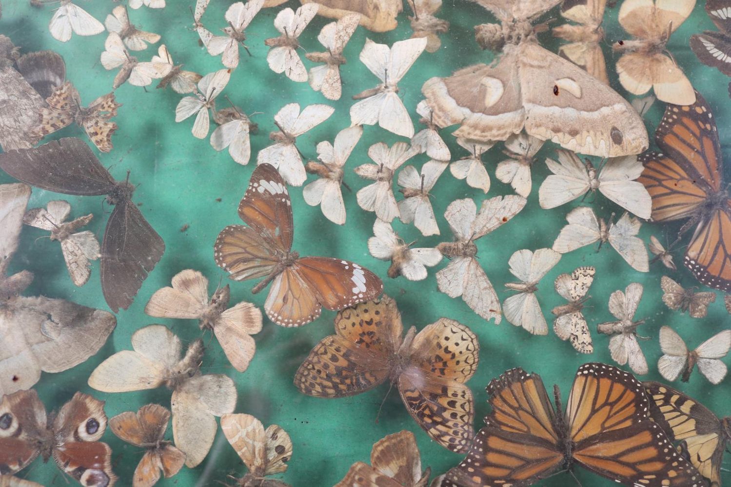 Große Abbildung Nr.21: 144-1465 Schmetterlinge Schaukasten: (Zoologie, Schmetterlinge)