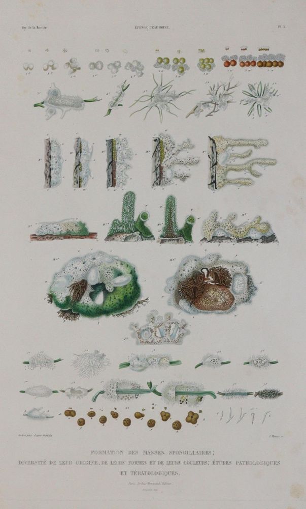 Große Abbildung Nr.3: 144-1467 Gaudichaud,C.: (Zoologie, Schwämme)