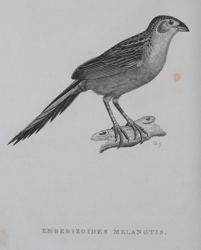 Große Abbildung Nr.1: 144-1468 Shaw,G.: (Zoologie)