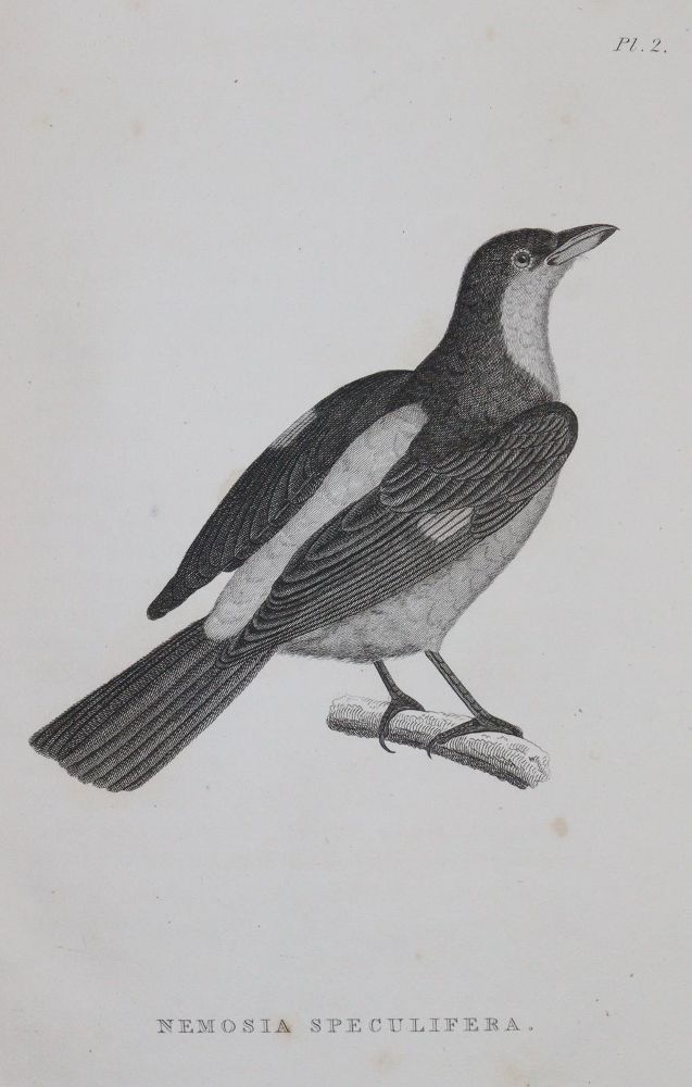 Große Abbildung Nr.2: 144-1468 Shaw,G.: (Zoologie)