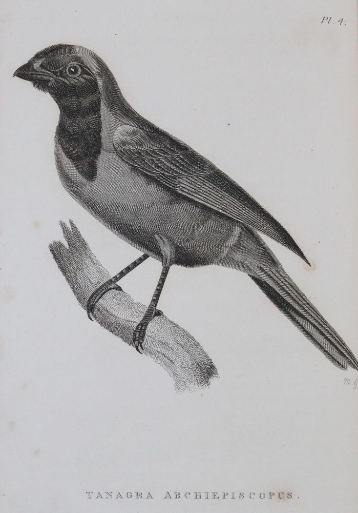Große Abbildung Nr.3: 144-1468 Shaw,G.: (Zoologie)