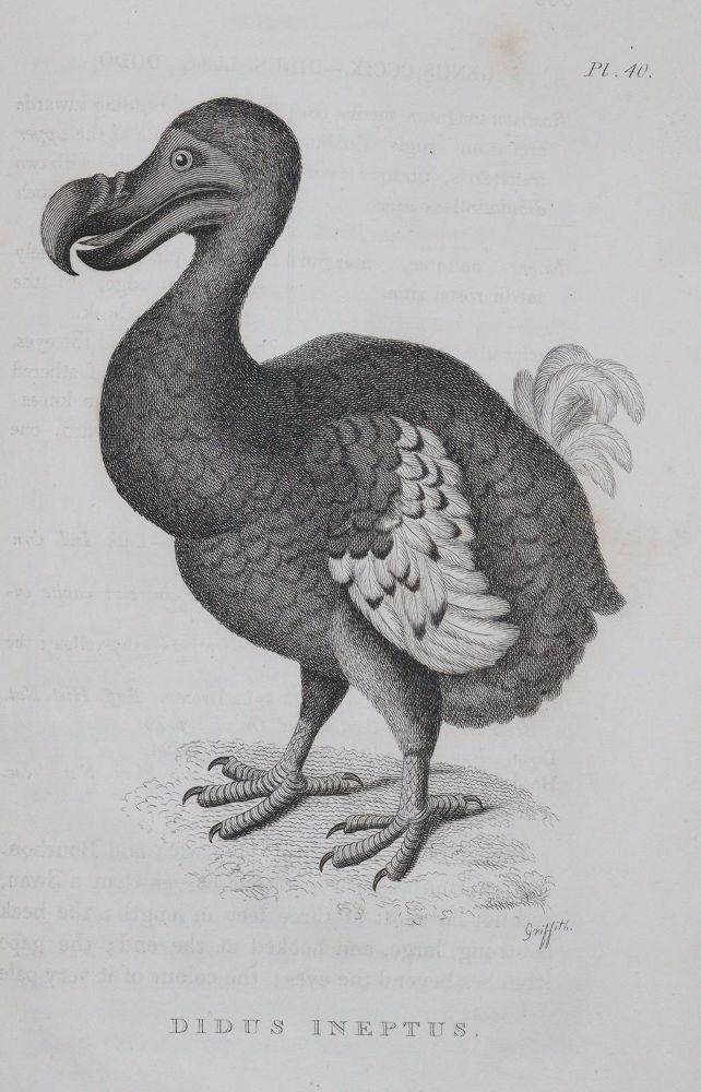 Große Abbildung Nr.8: 144-1468 Shaw,G.: (Zoologie)