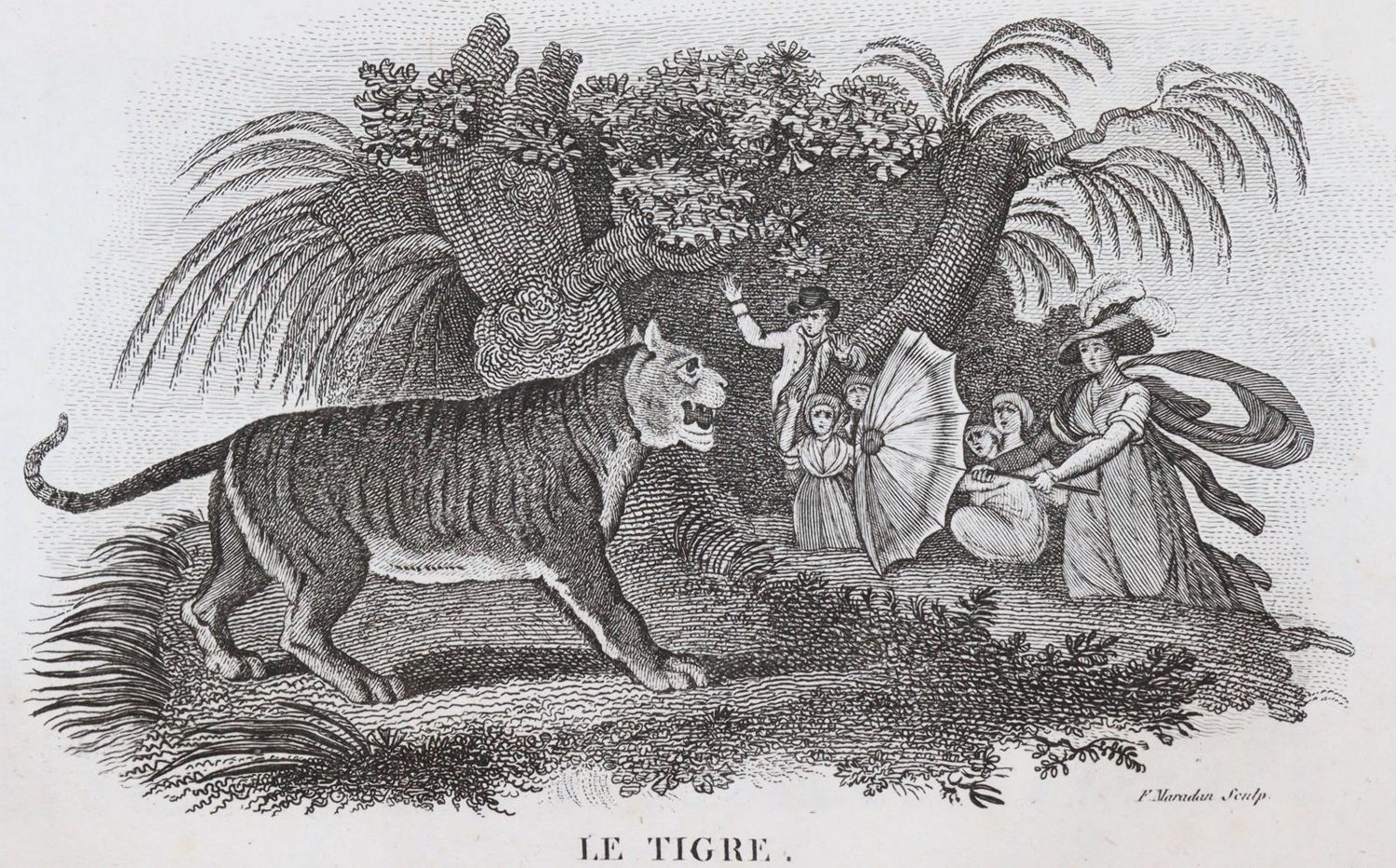 Große Abbildung Nr.1: 144-1469 Smith,T.: (Zoologie)