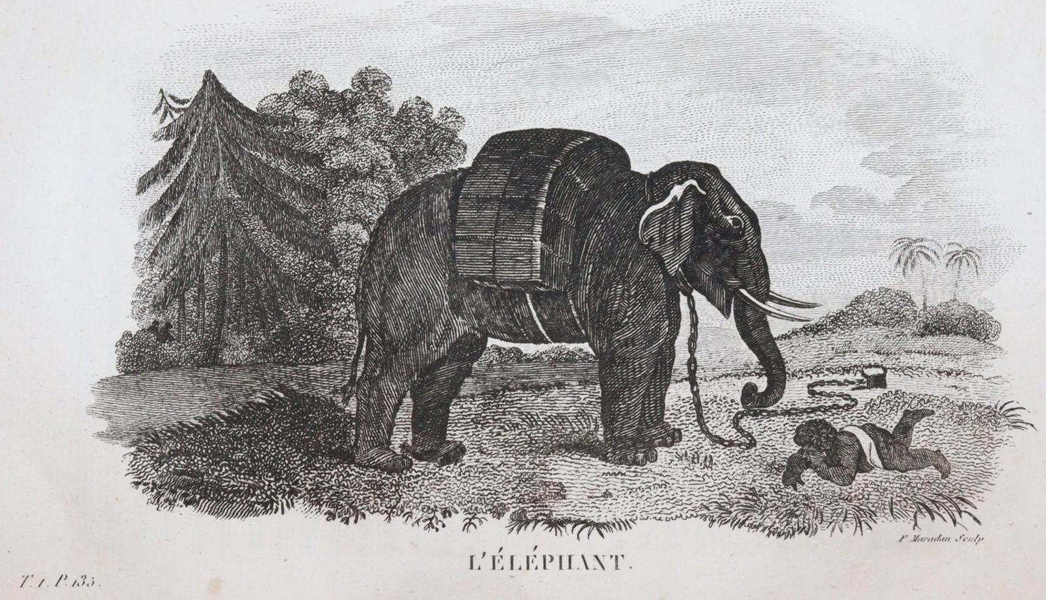 Große Abbildung Nr.4: 144-1469 Smith,T.: (Zoologie)