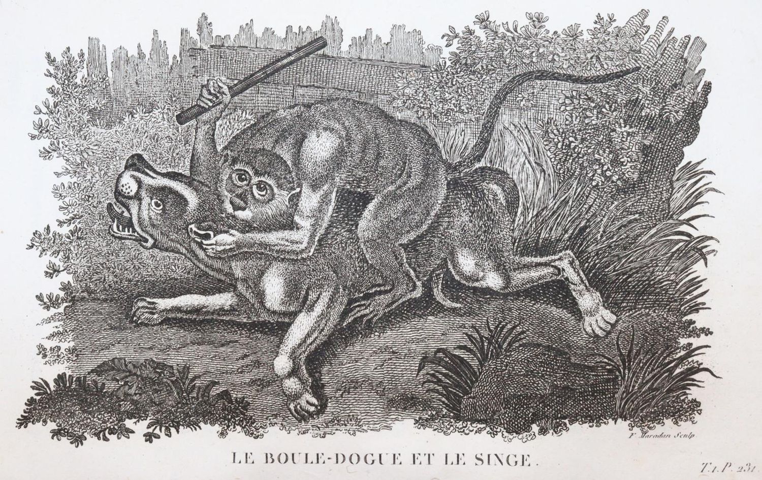 Große Abbildung Nr.5: 144-1469 Smith,T.: (Zoologie)