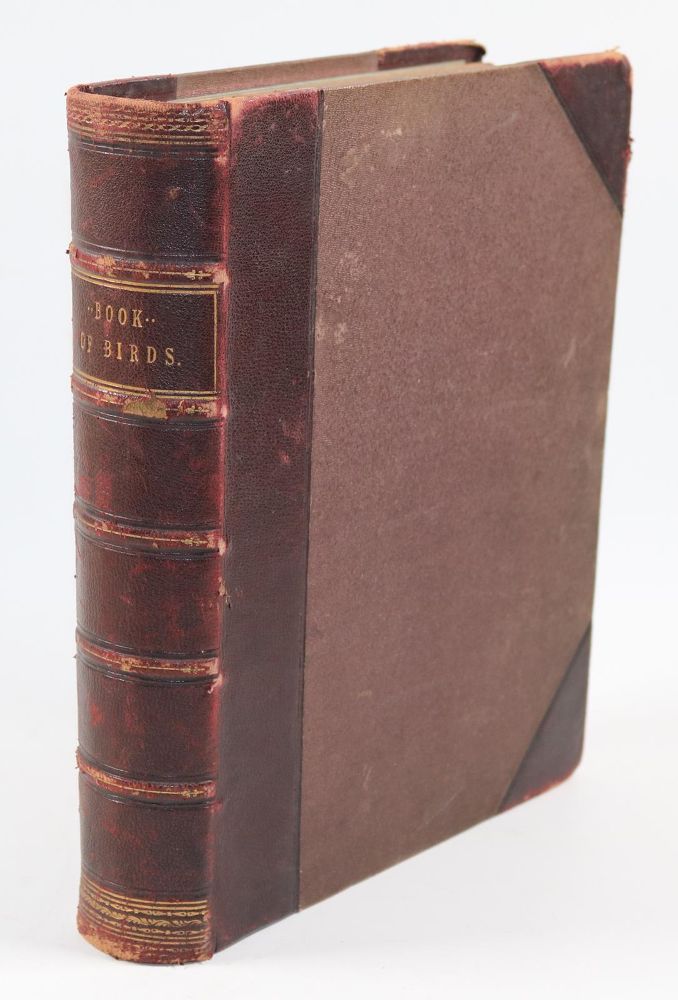 Große Abbildung Nr.31: 144-1470 Blakston,W.A. u.a.: (Zoologie, Vögel)