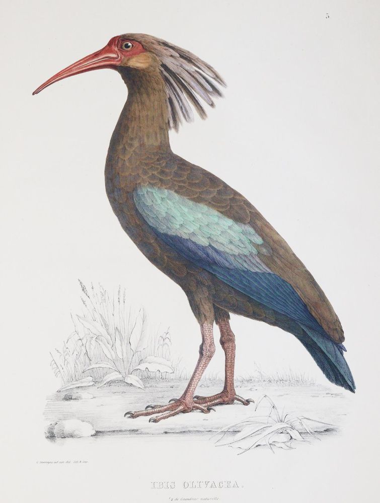 Große Abbildung Nr.2: 144-1471 Du Bus (de Gisignies),B.(L.).: (Zoologie, Vögel)