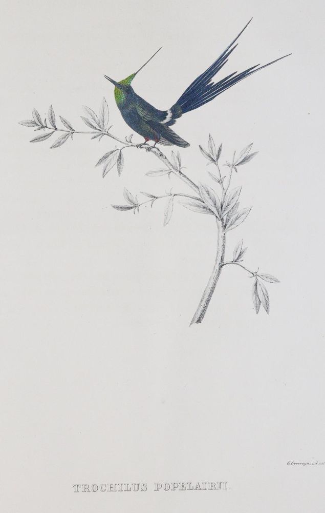 Große Abbildung Nr.3: 144-1471 Du Bus (de Gisignies),B.(L.).: (Zoologie, Vögel)