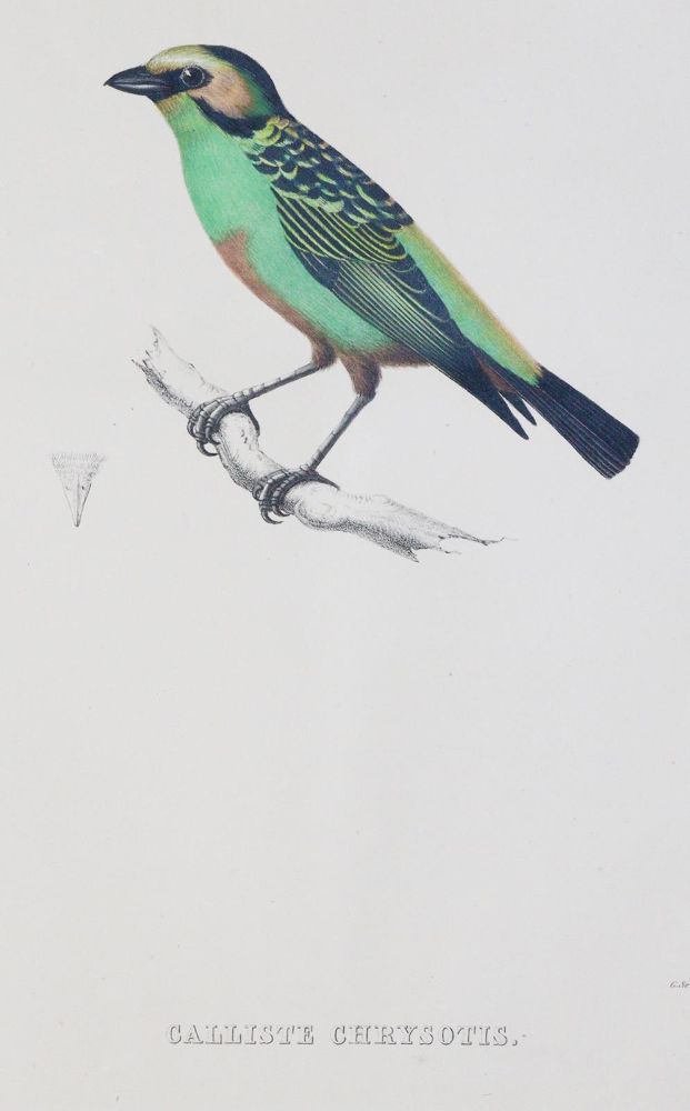 Große Abbildung Nr.4: 144-1471 Du Bus (de Gisignies),B.(L.).: (Zoologie, Vögel)