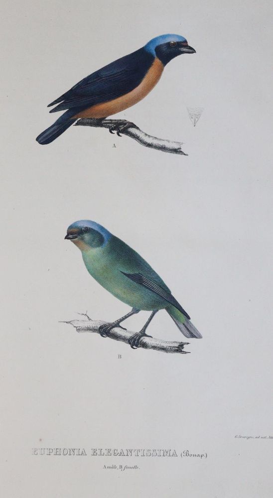 Große Abbildung Nr.5: 144-1471 Du Bus (de Gisignies),B.(L.).: (Zoologie, Vögel)