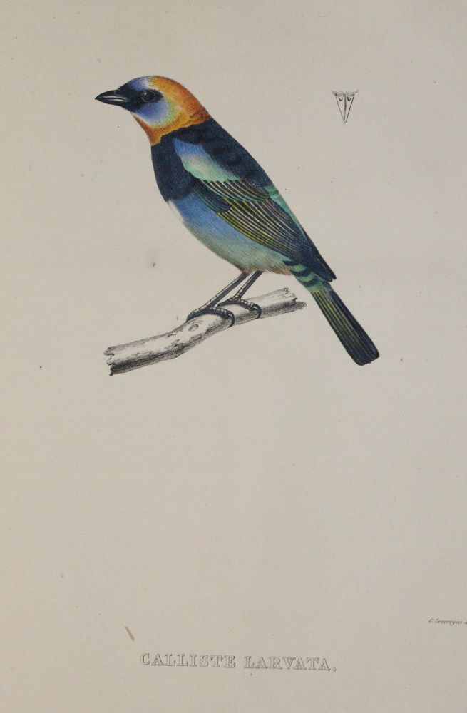 Große Abbildung Nr.6: 144-1471 Du Bus (de Gisignies),B.(L.).: (Zoologie, Vögel)