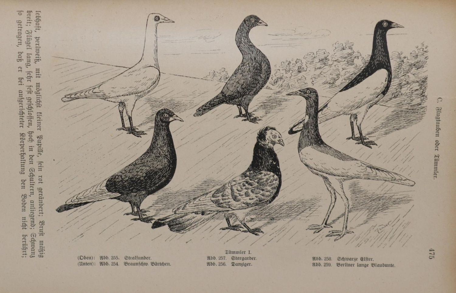 Große Abbildung Nr.3: 144-1473 Meerwarth,H. u. K.Soffel.: (Zoologie, Vögel)