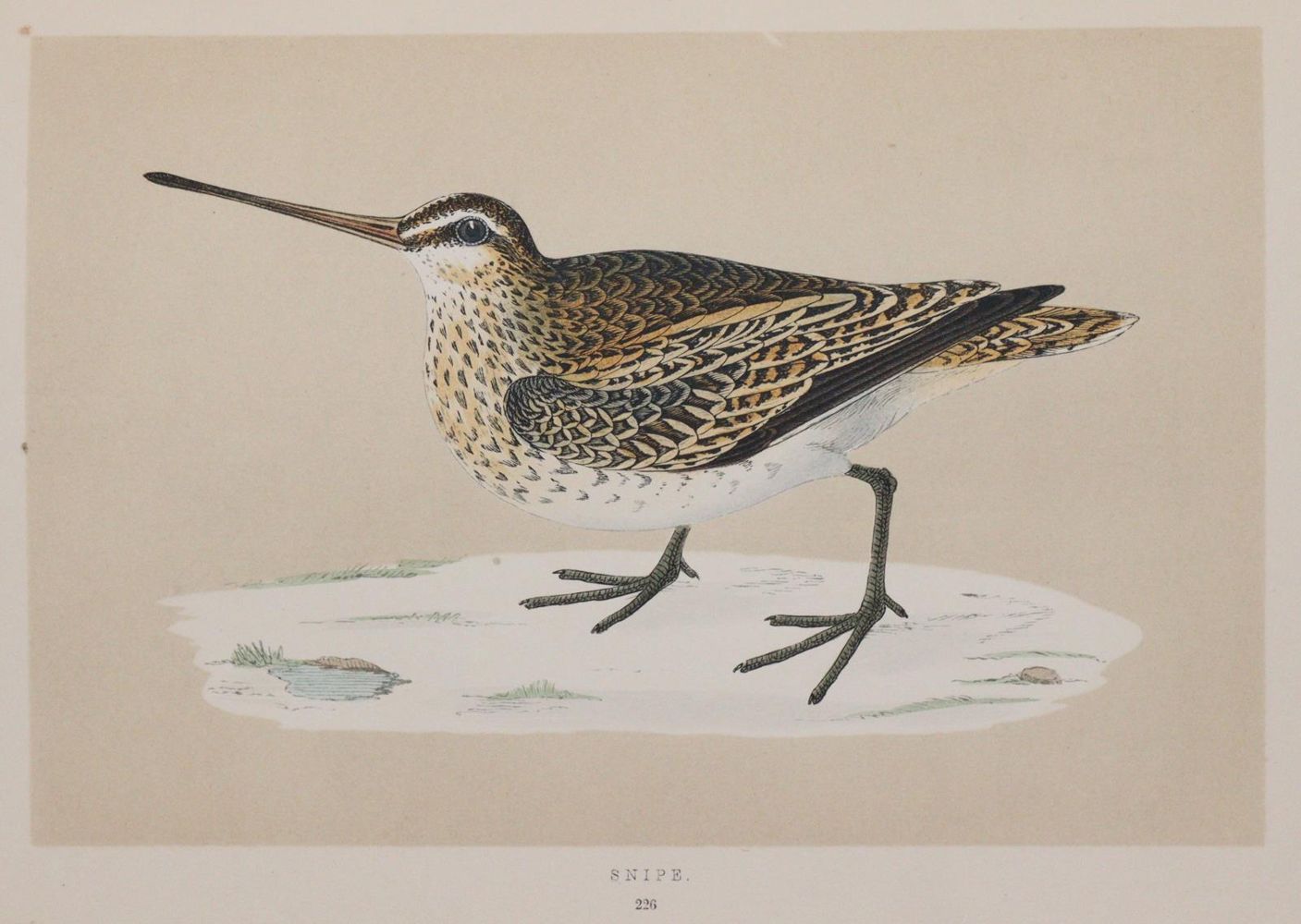 Große Abbildung Nr.10: 144-1474 Morris,F.O.: (Zoologie, Vögel)