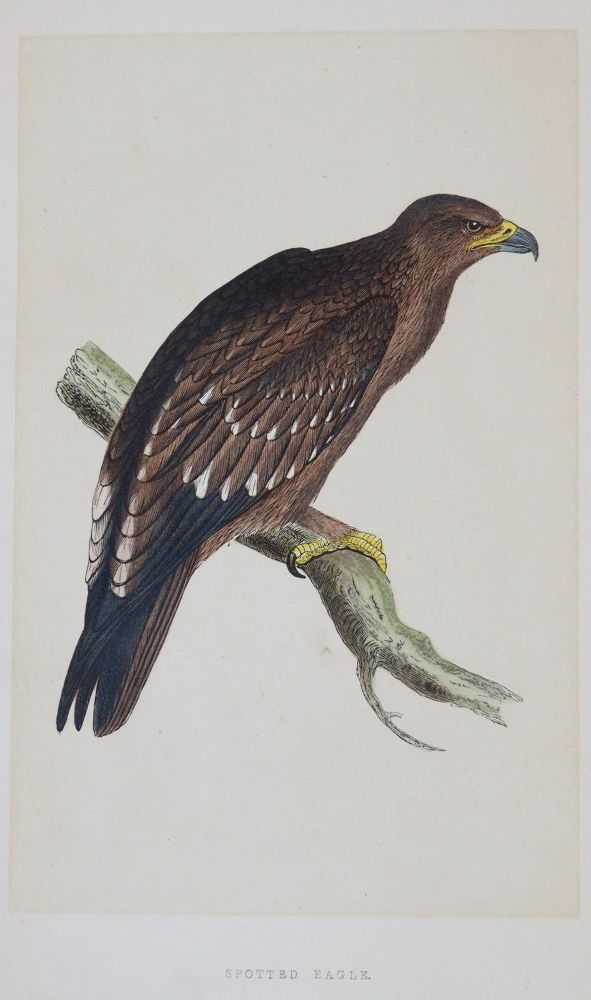 Große Abbildung Nr.2: 144-1474 Morris,F.O.: (Zoologie, Vögel)