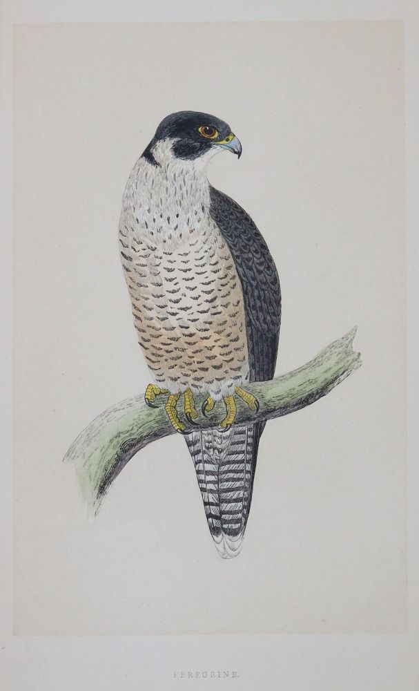 Große Abbildung Nr.3: 144-1474 Morris,F.O.: (Zoologie, Vögel)