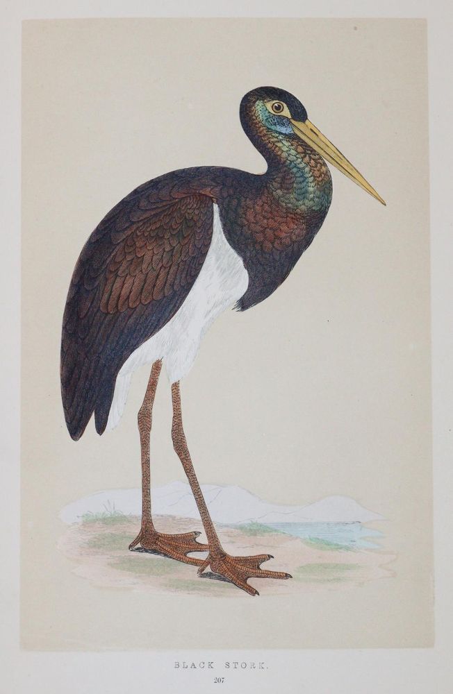 Große Abbildung Nr.9: 144-1474 Morris,F.O.: (Zoologie, Vögel)