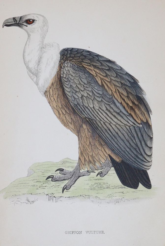 Große Abbildung Nr.1: 144-1475 Morris,F.O.: (Zoologie, Vögel)