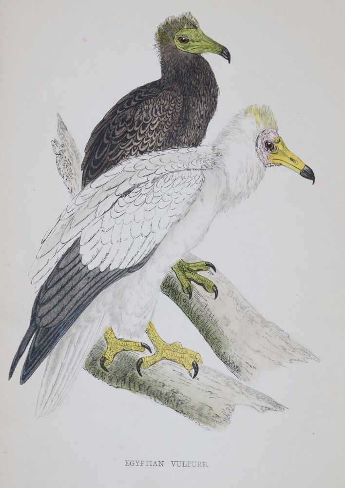 Große Abbildung Nr.2: 144-1475 Morris,F.O.: (Zoologie, Vögel)