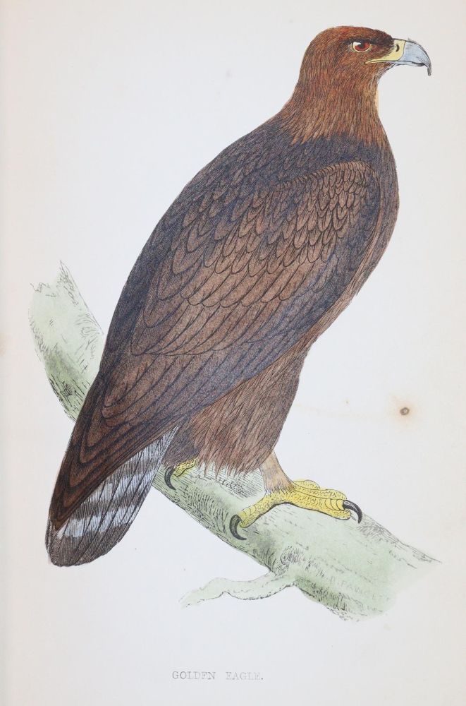 Große Abbildung Nr.3: 144-1475 Morris,F.O.: (Zoologie, Vögel)