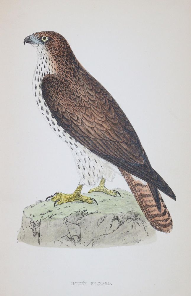 Große Abbildung Nr.4: 144-1475 Morris,F.O.: (Zoologie, Vögel)
