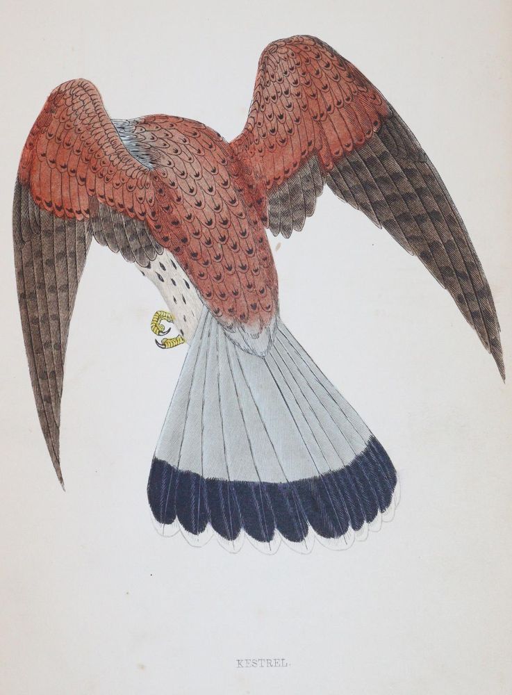 Große Abbildung Nr.5: 144-1475 Morris,F.O.: (Zoologie, Vögel)