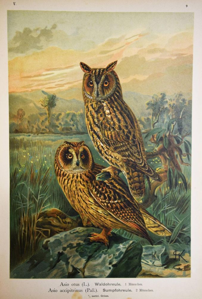 Große Abbildung Nr.11: 144-1476 Naumann,(J.A.).: (Zoologie, Vögel)