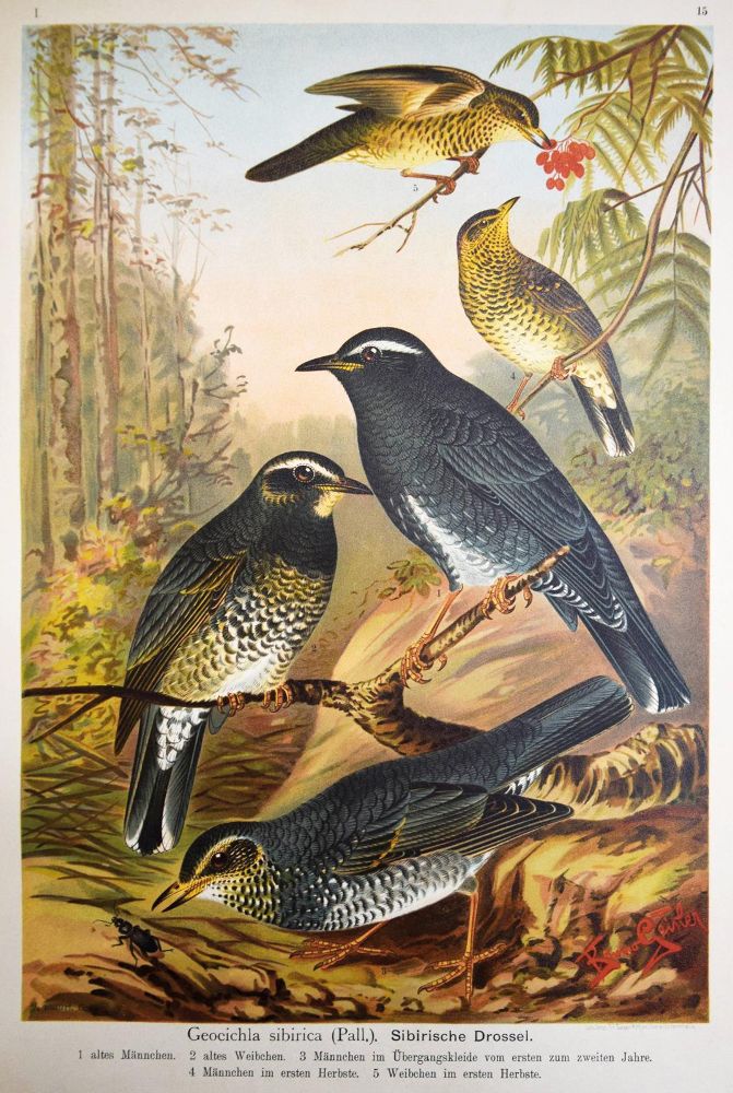 Große Abbildung Nr.4: 144-1476 Naumann,(J.A.).: (Zoologie, Vögel)