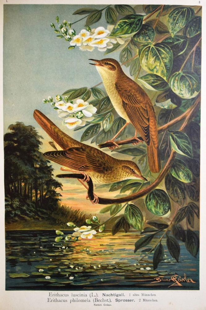 Große Abbildung Nr.5: 144-1476 Naumann,(J.A.).: (Zoologie, Vögel)