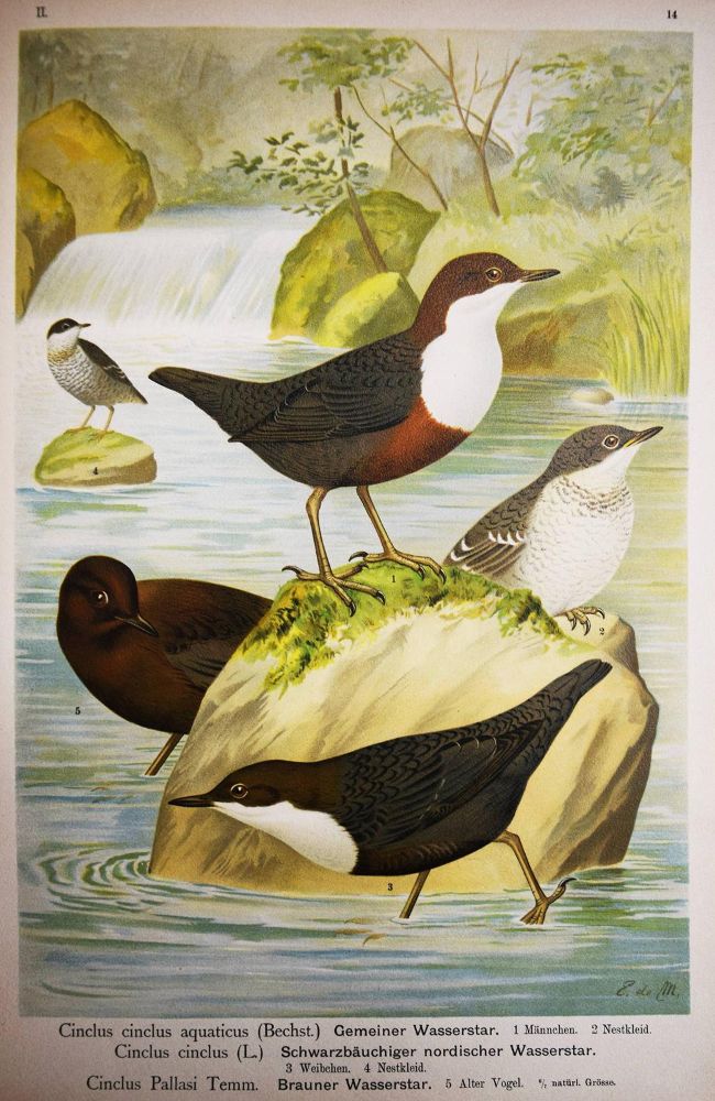 Große Abbildung Nr.6: 144-1476 Naumann,(J.A.).: (Zoologie, Vögel)