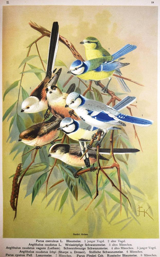 Große Abbildung Nr.7: 144-1476 Naumann,(J.A.).: (Zoologie, Vögel)