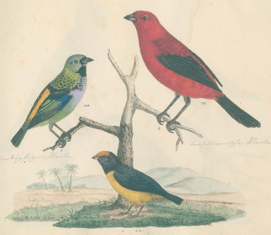 Große Abbildung Nr.4: 144-1477 Strack,F.: (Zoologie, Vögel)