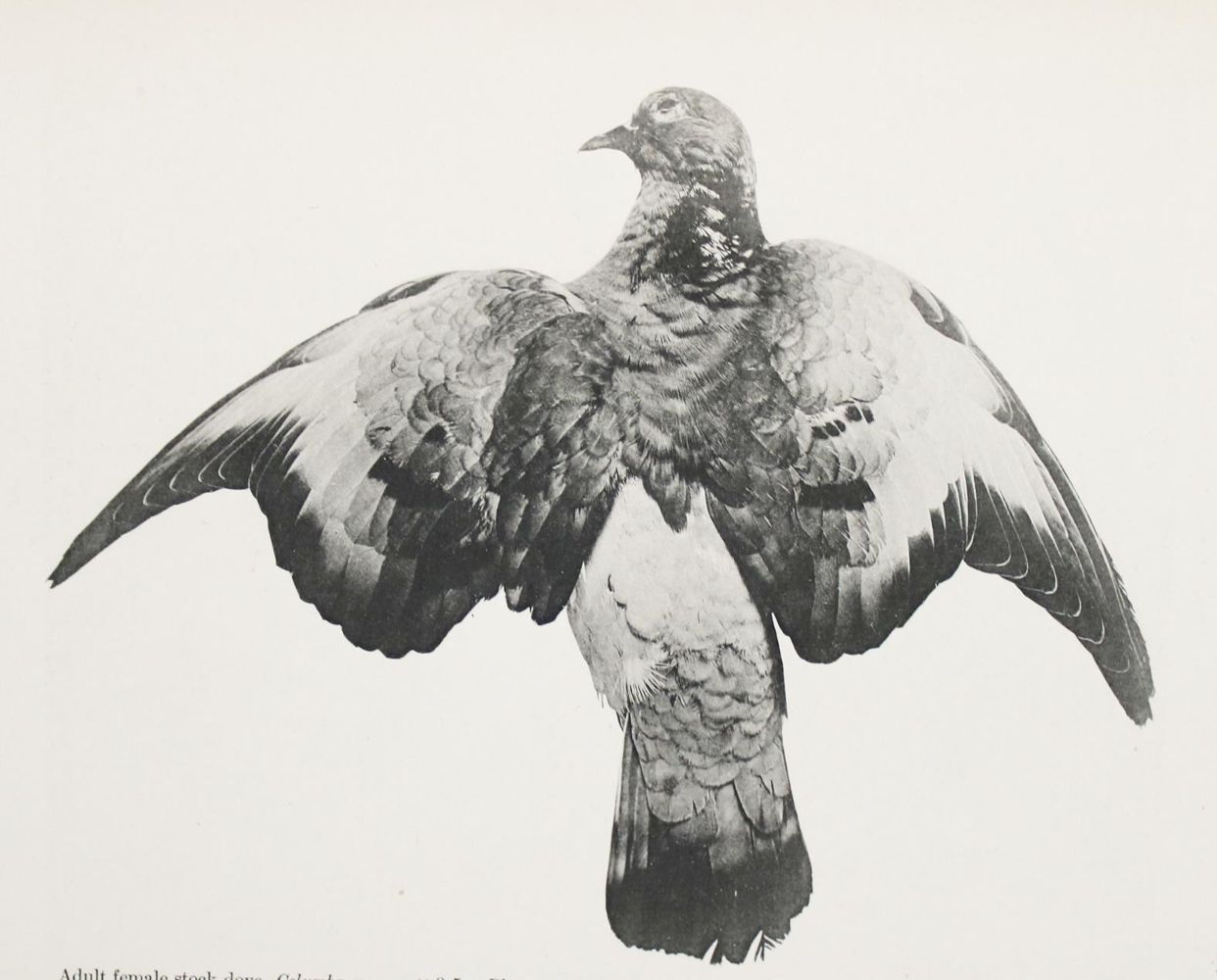 Große Abbildung Nr.2: 144-1480 Whithman,Ch.O.: (Zoologie, Vögel, Tauben)