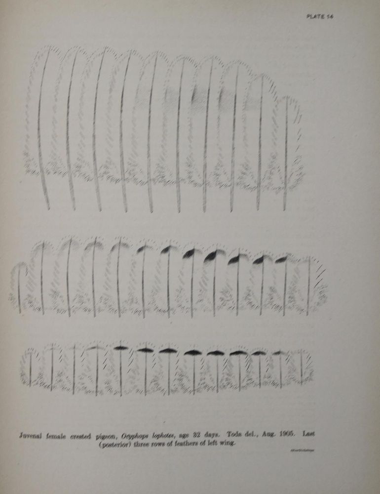 Große Abbildung Nr.3: 144-1480 Whithman,Ch.O.: (Zoologie, Vögel, Tauben)