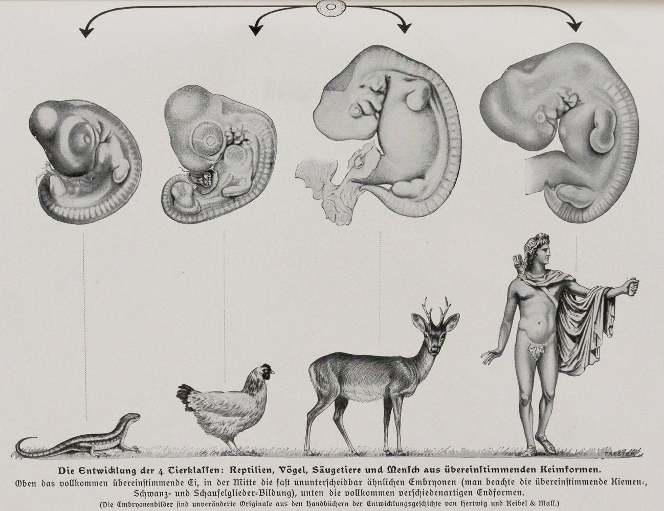 Große Abbildung Nr.1: 144-1489 Kahn,F.: (Verschiedene Gebiete - Varia, Anthropologie)